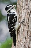 Woodpecker On A Tree_50757